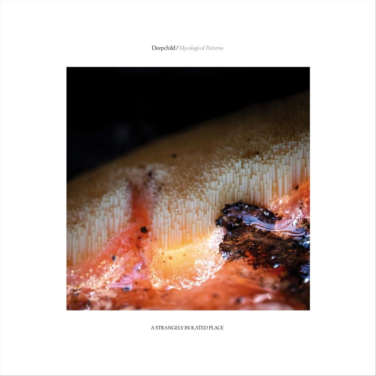 Album cover of Mycological Patterns