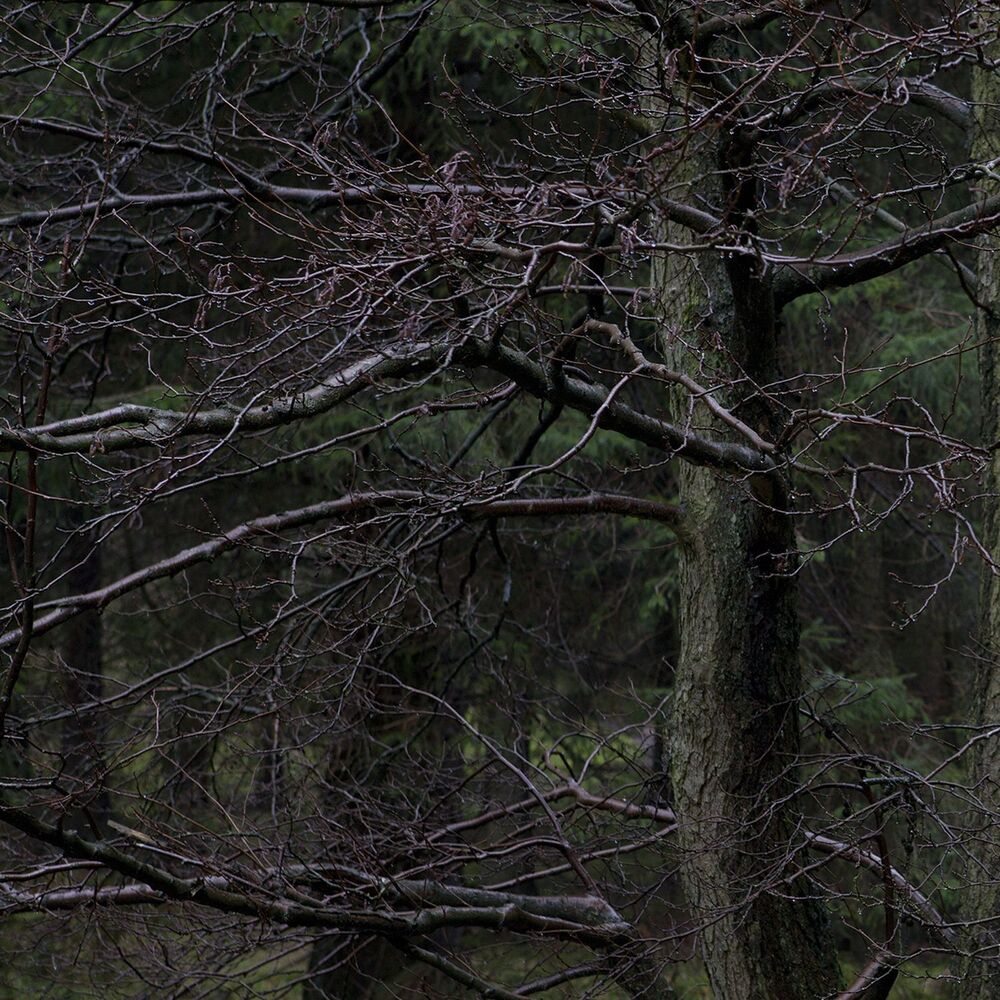 Picture of Never Awake