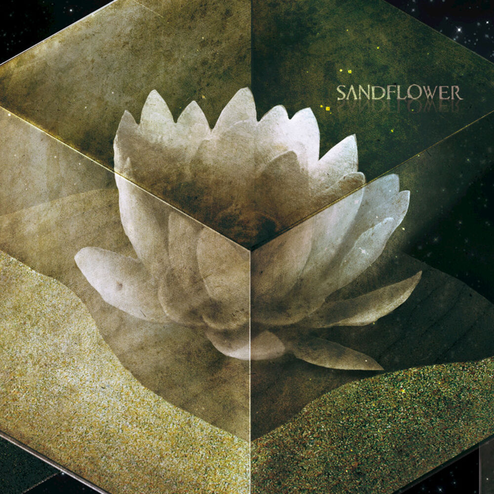 Picture of Sandflower