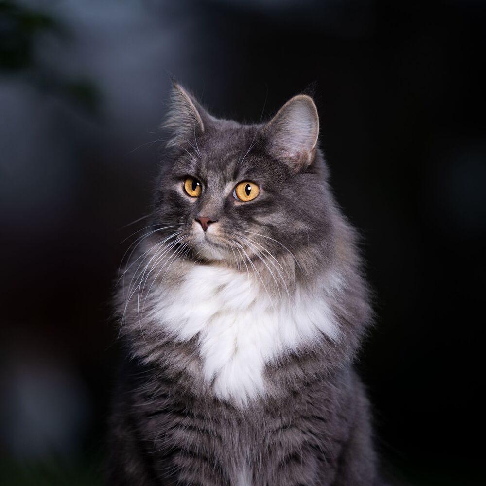 Picture of Moonlight Cats Meow: Nocturnal Ocean Chill Sound Serenade