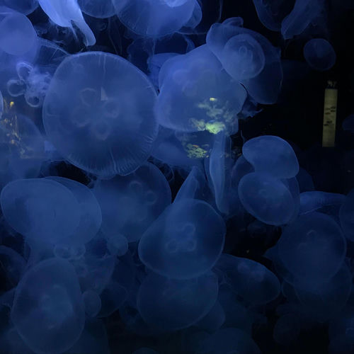 Aquarium