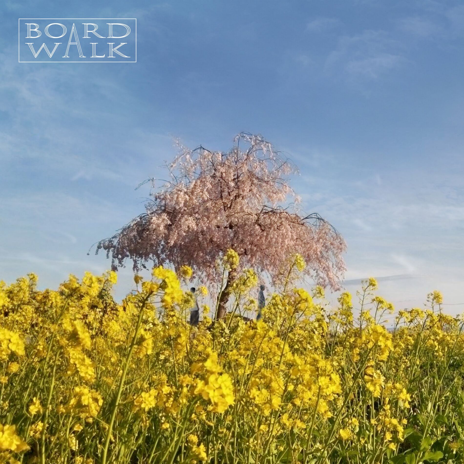 Album cover of 花向の詩