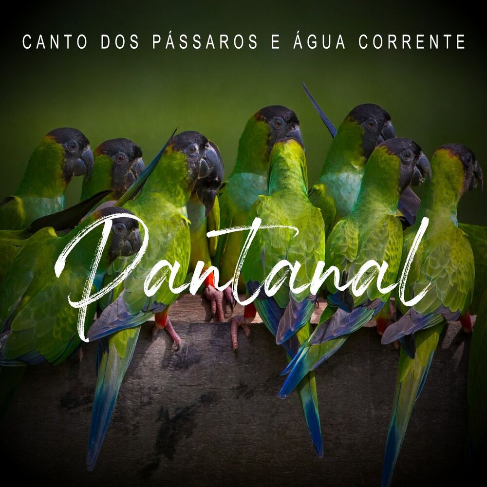 Picture of Pantanal - Canto Dos Pássaros e Água Corrente