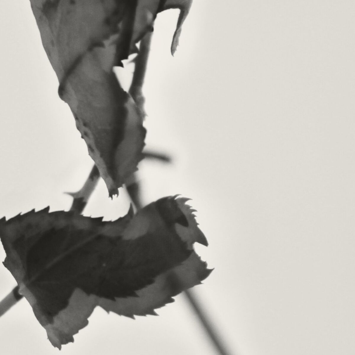 Album cover of Grafts (Expanded Reissue)