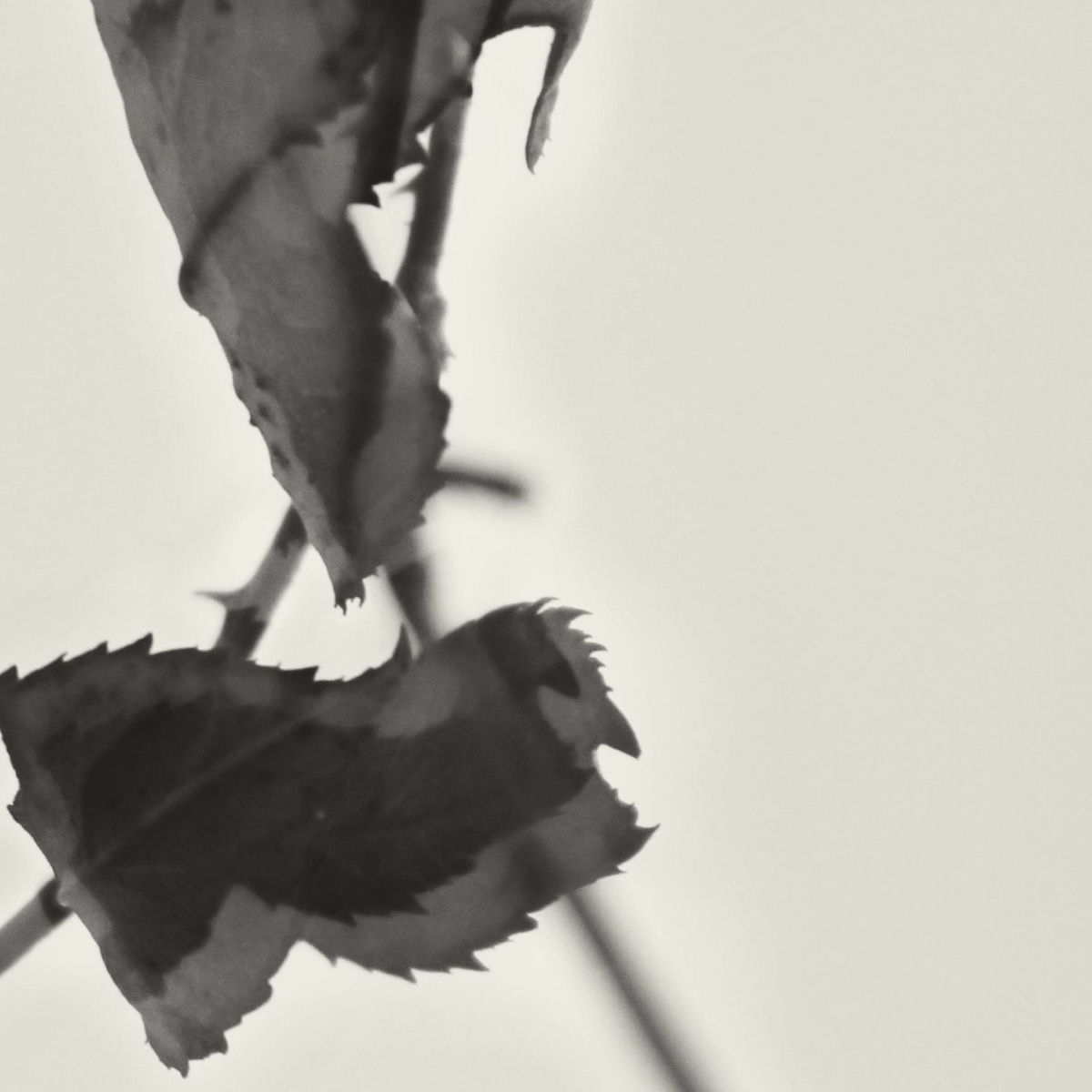 Album picture of Grafts (Expanded Reissue)