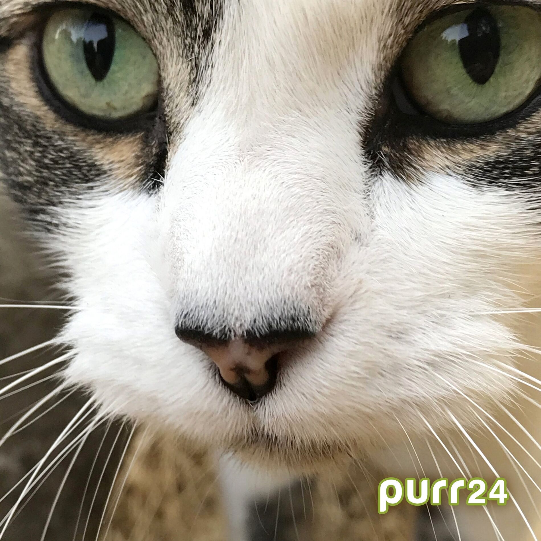 Album cover of Purr24