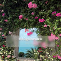 Koh Samui (Bougainvillea)