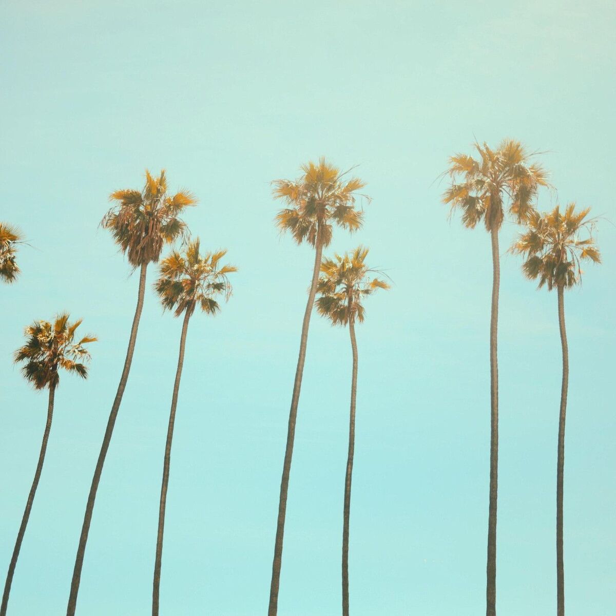 Album cover of California Dreaming