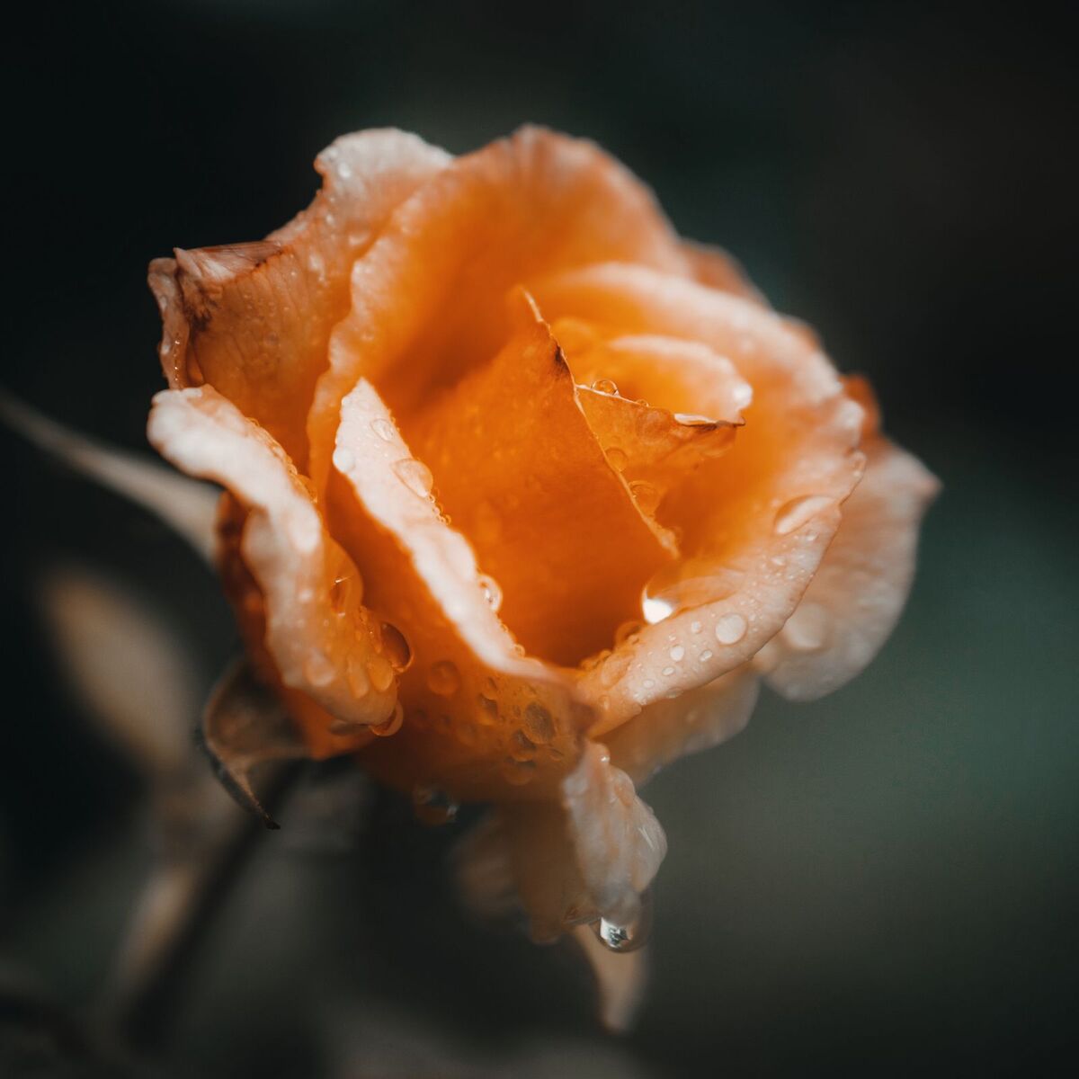 Album cover of Gentle Is the Rain