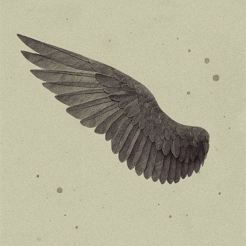 The Stray – wing – Single