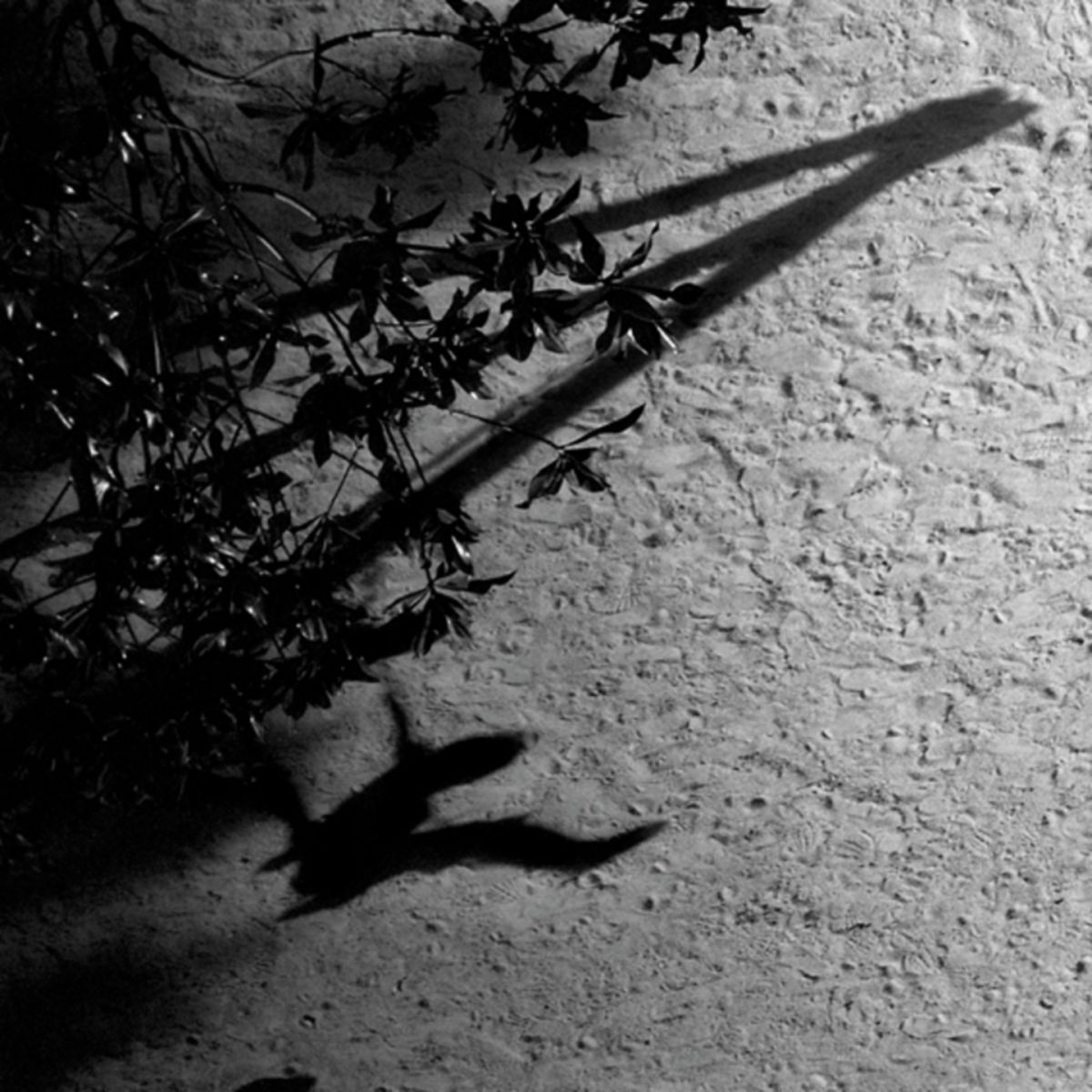 Album cover of On the Nature of Daylight