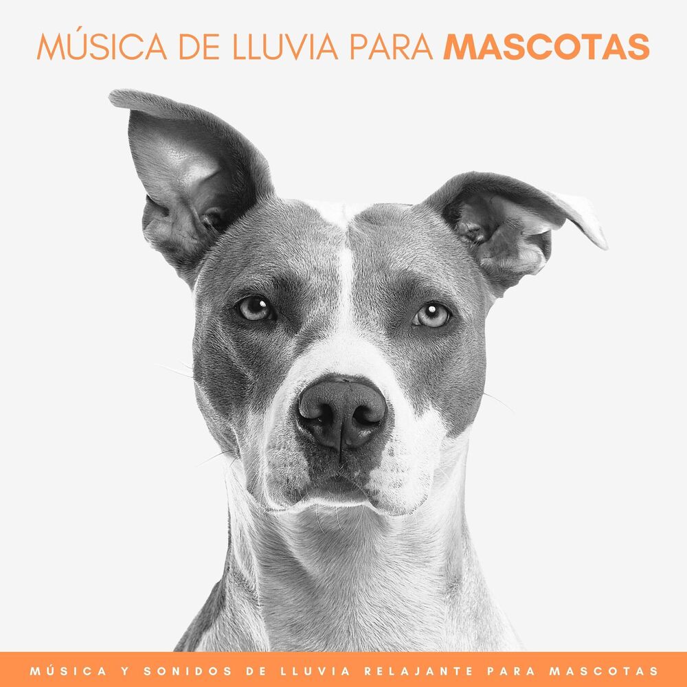 Picture of Música De Lluvia Para Mascotas: Música y Sonidos De Lluvia Relajante Para Mascotas