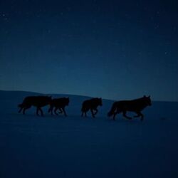 Run, Wolves, Run!