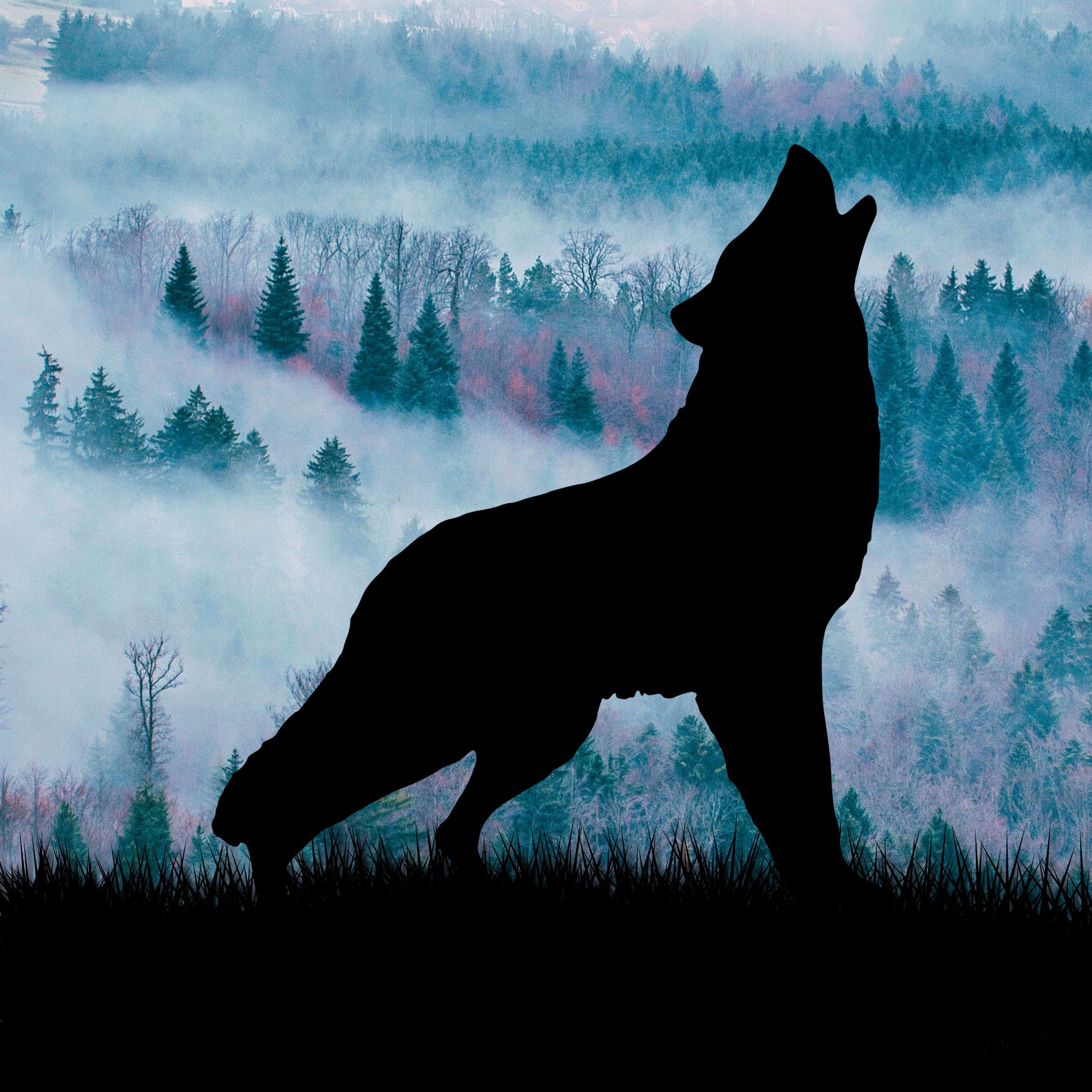 Album cover of Wolf's Cry