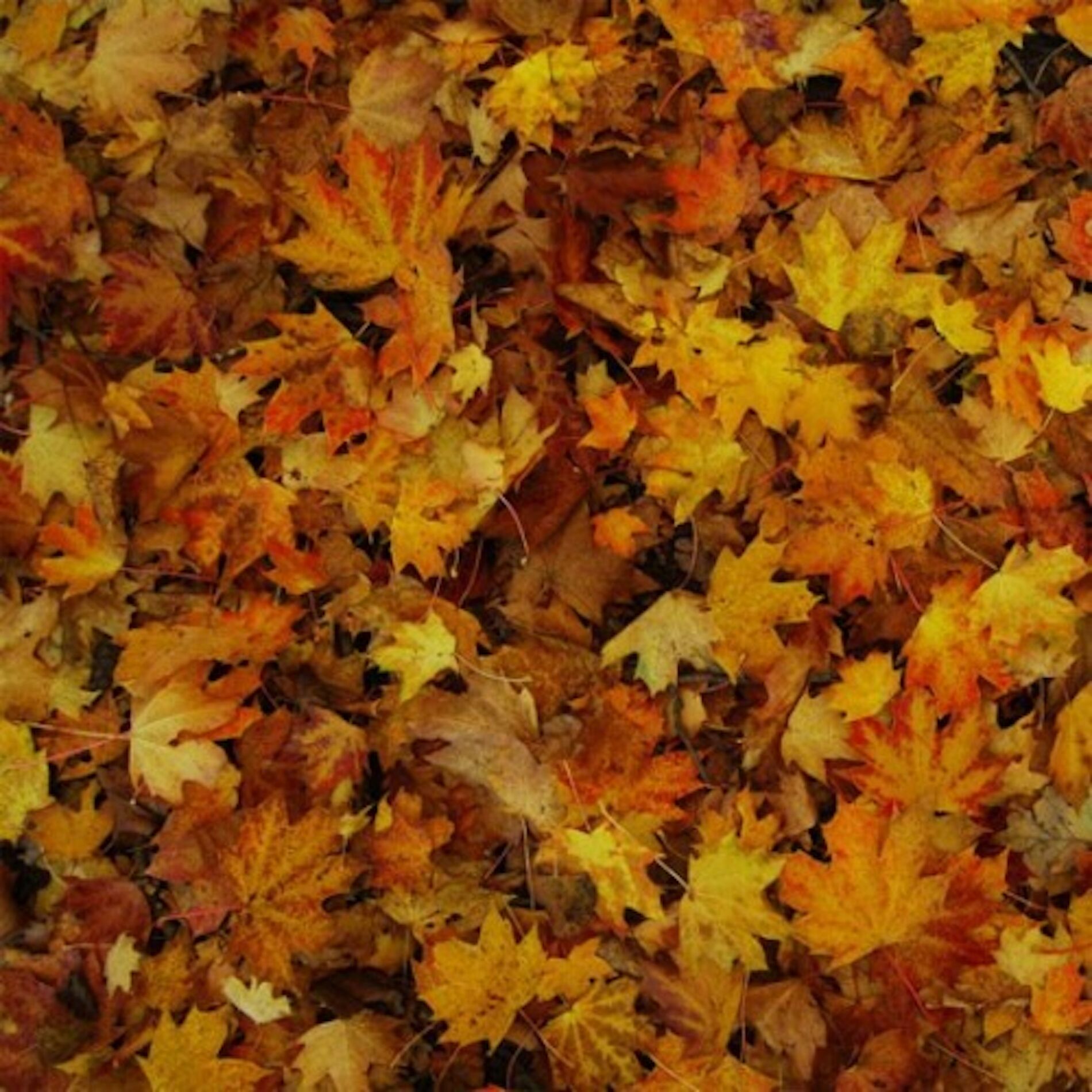 Album cover of EP (2011 Re-Release)