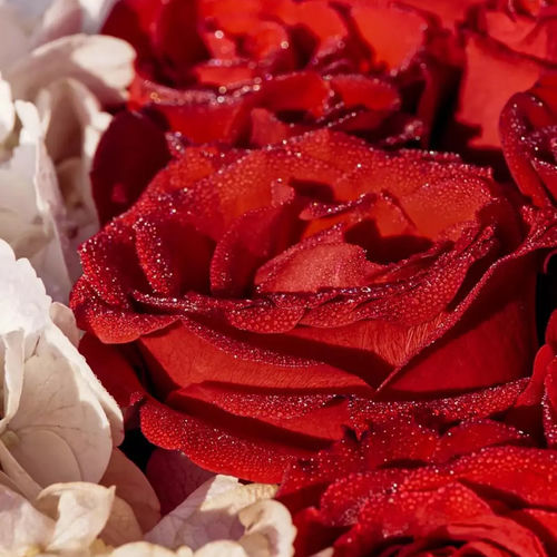 Red Rose