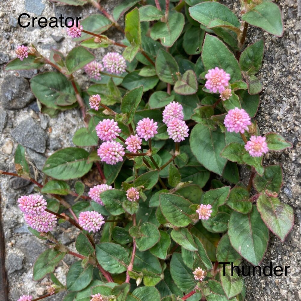 Picture of Creator