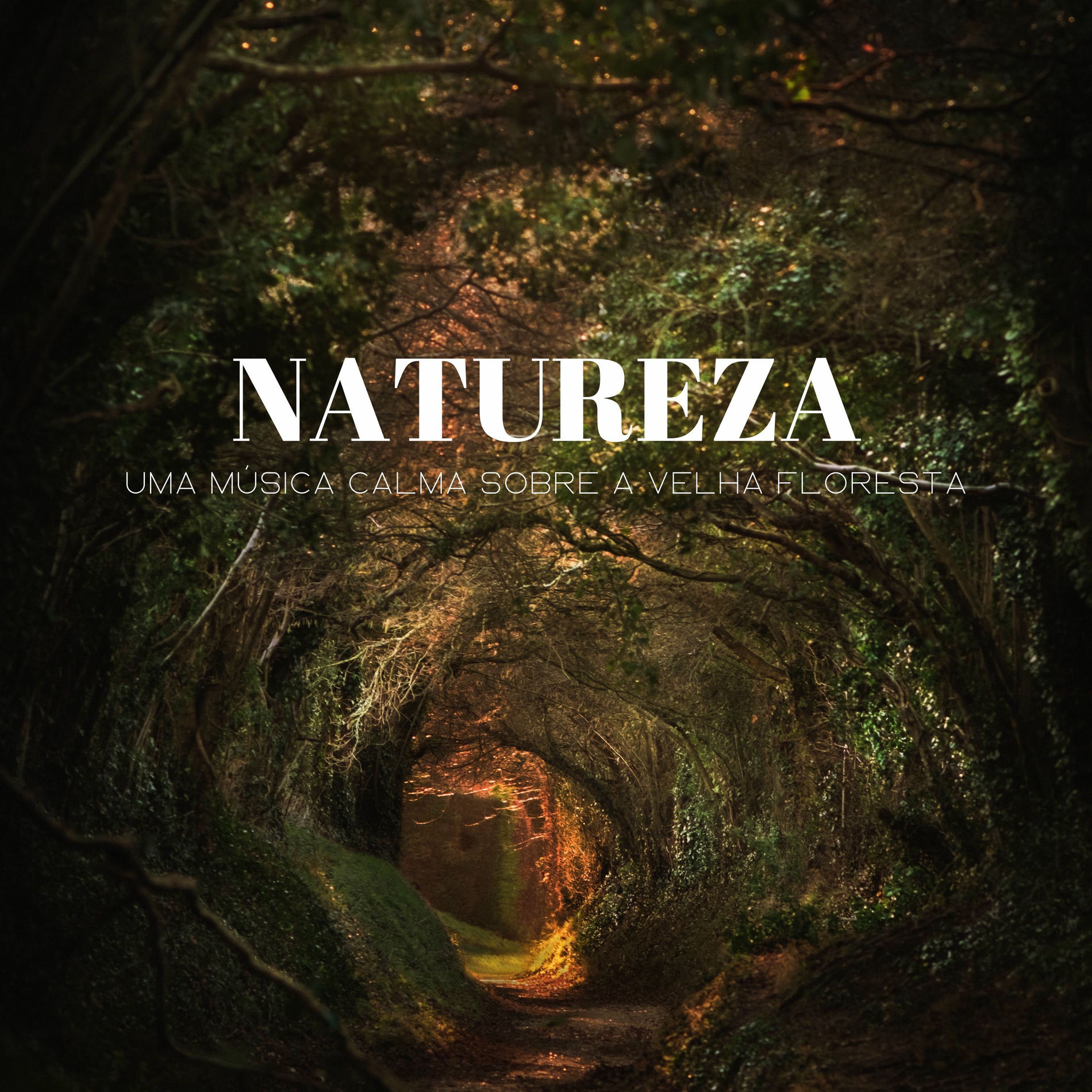 Album cover of Natureza: Uma Música Calma Sobre A Velha Floresta