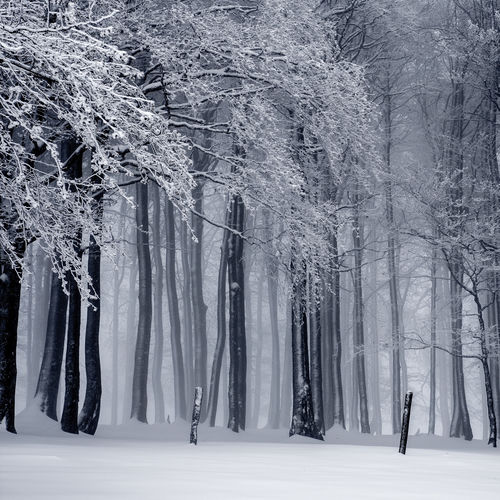 20 Peaceful Christmas and New Years Melodies for a Serene 2019