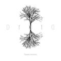 Druid