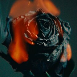 Cover of Jaded