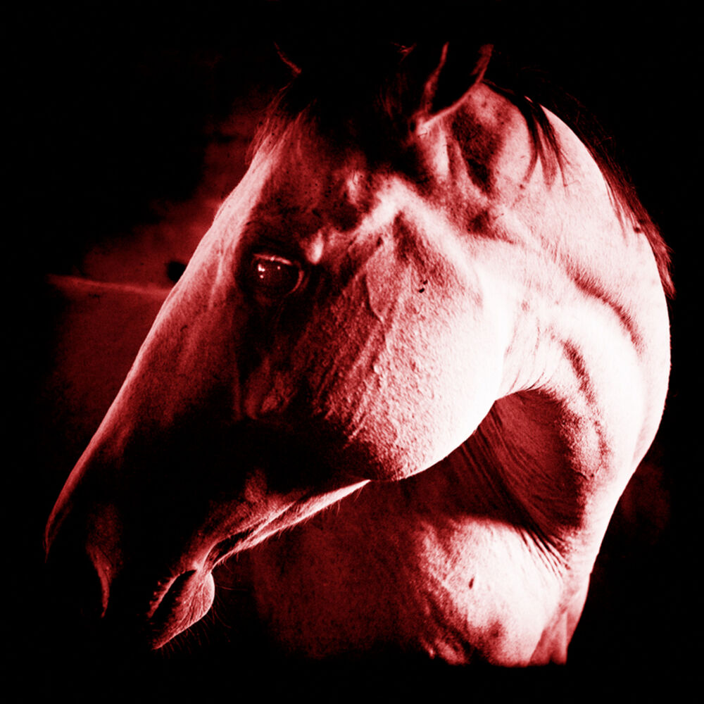 Picture of How to Kill a Horse