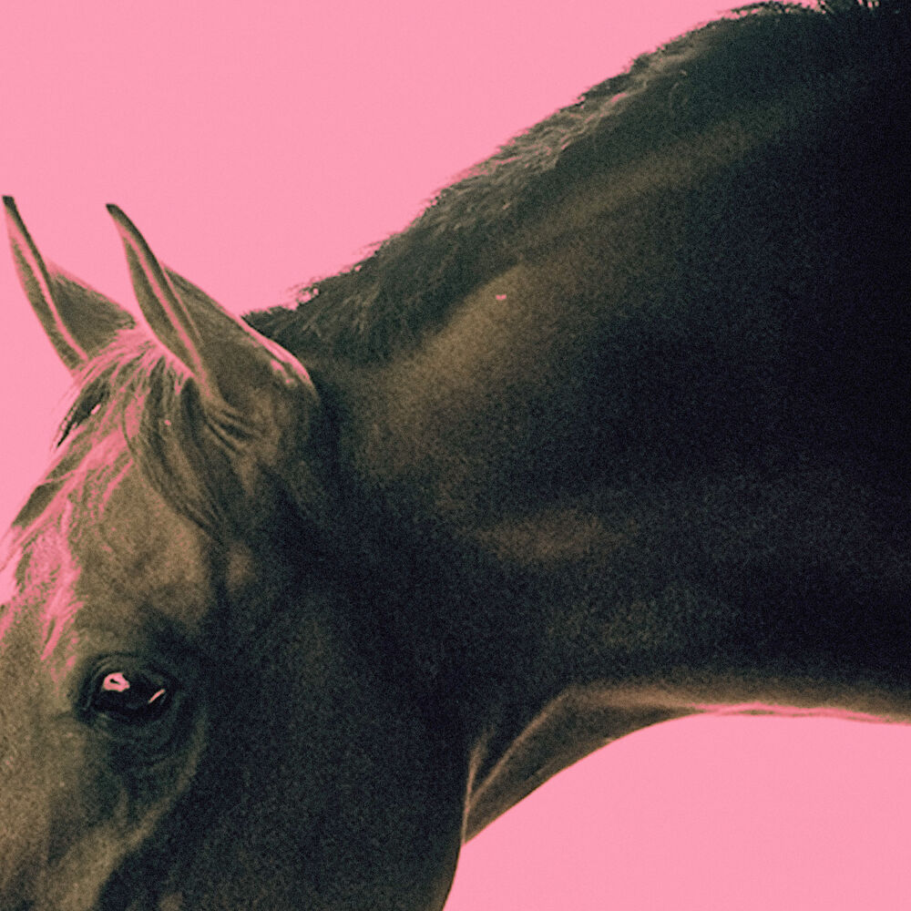 Picture of Cavalo e Catarse