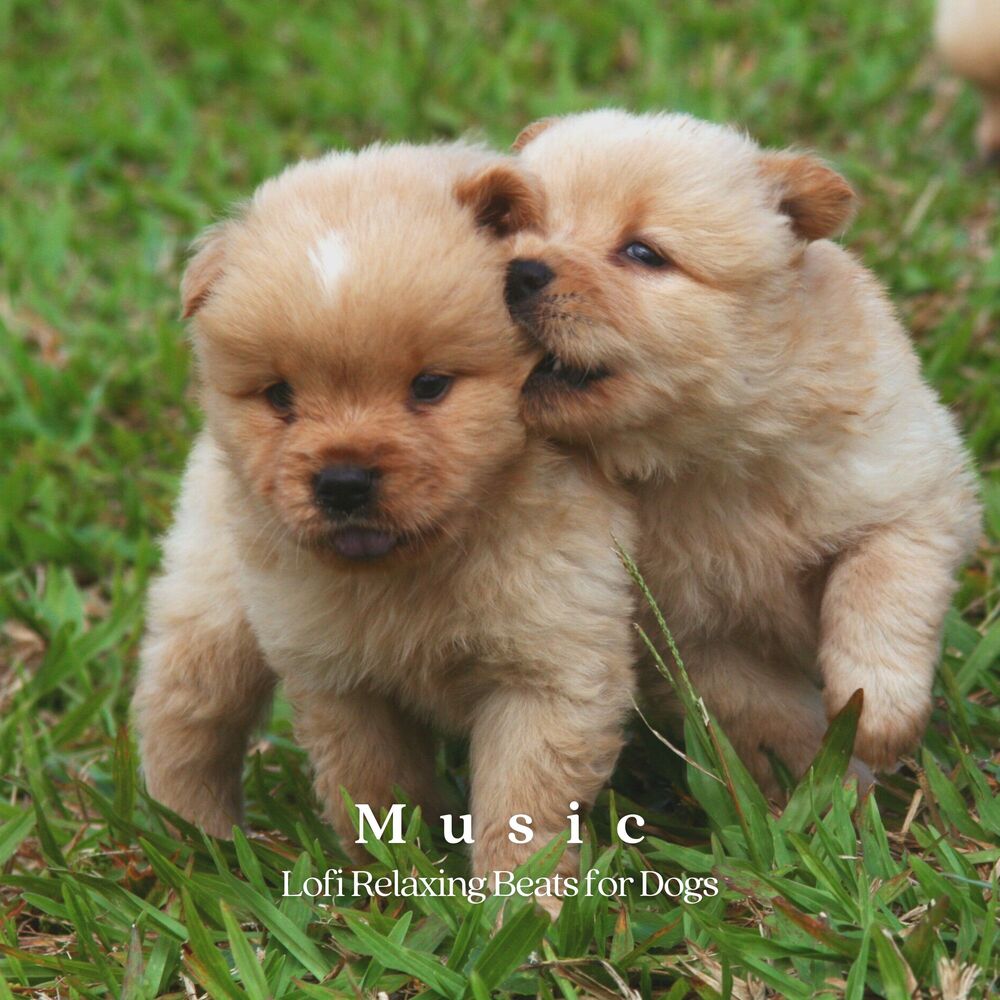 Picture of Music: Lofi Relaxing Beats for Dogs