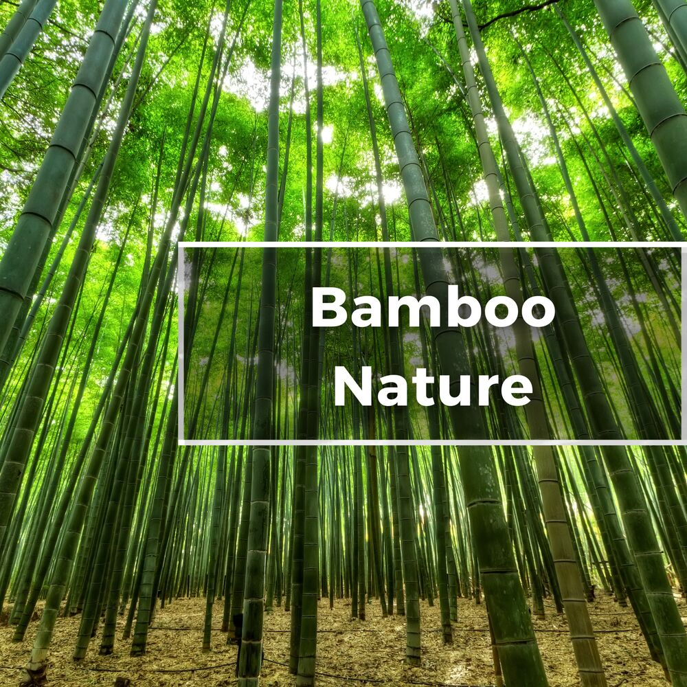 Picture of Bamboo Life