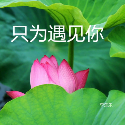 只为遇见你