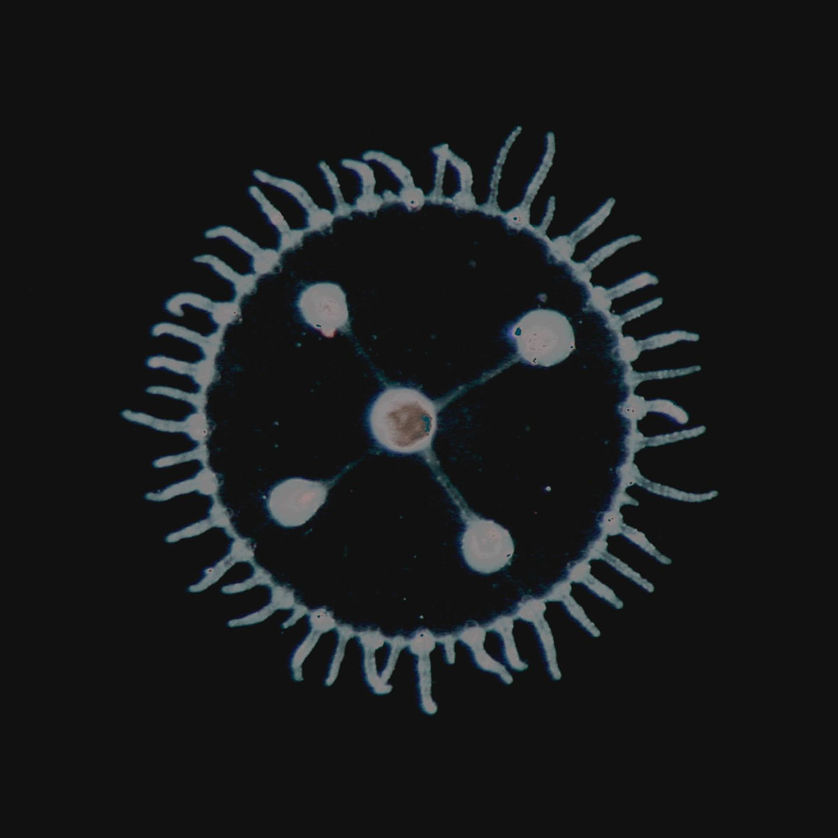 Album cover of Dentro Ali