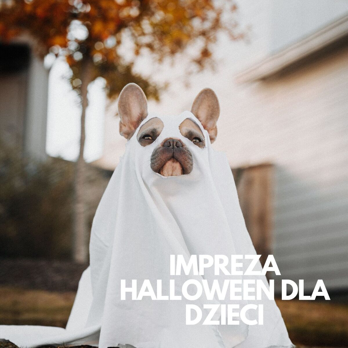 Album cover of Impreza Halloween dla dzieci
