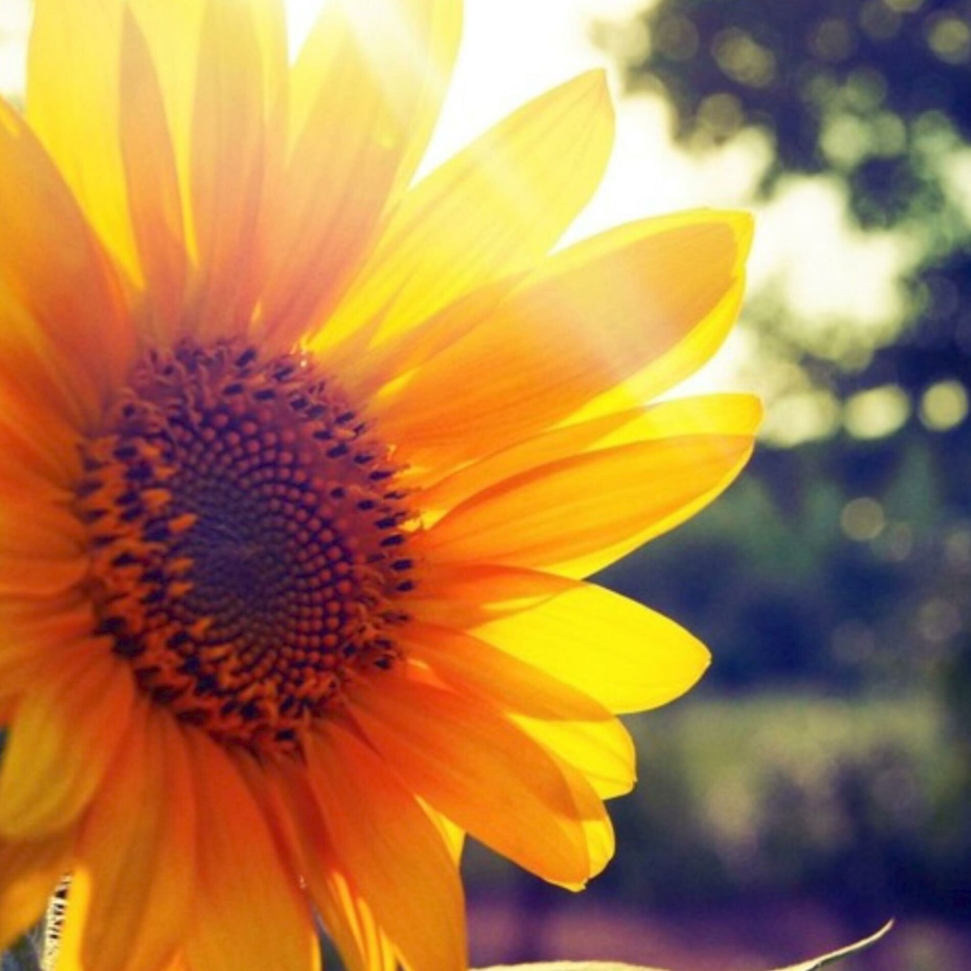 Album cover of SUNSHINE (FREESTYLE)