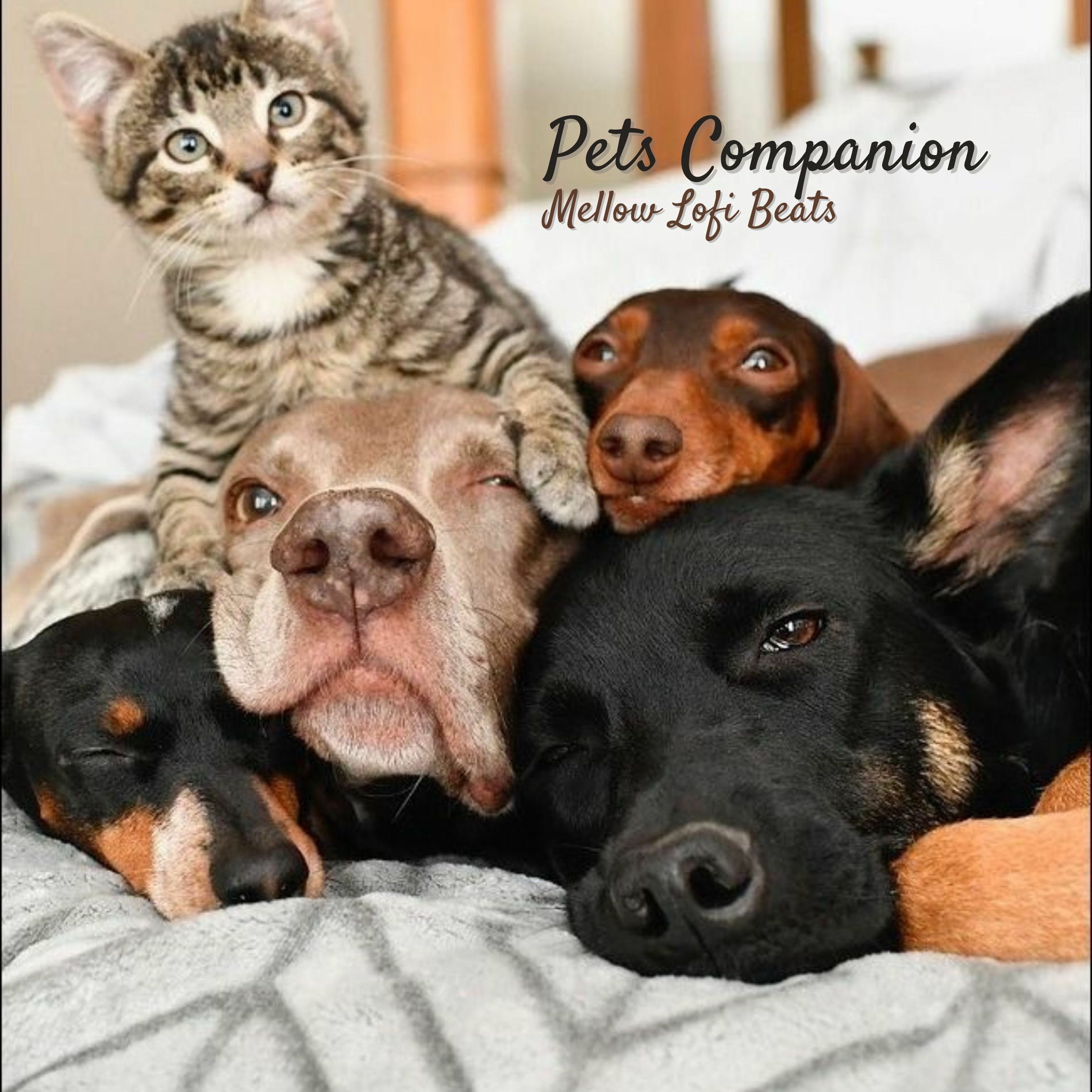 Album cover of Pets Companion: Mellow Lofi Beats
