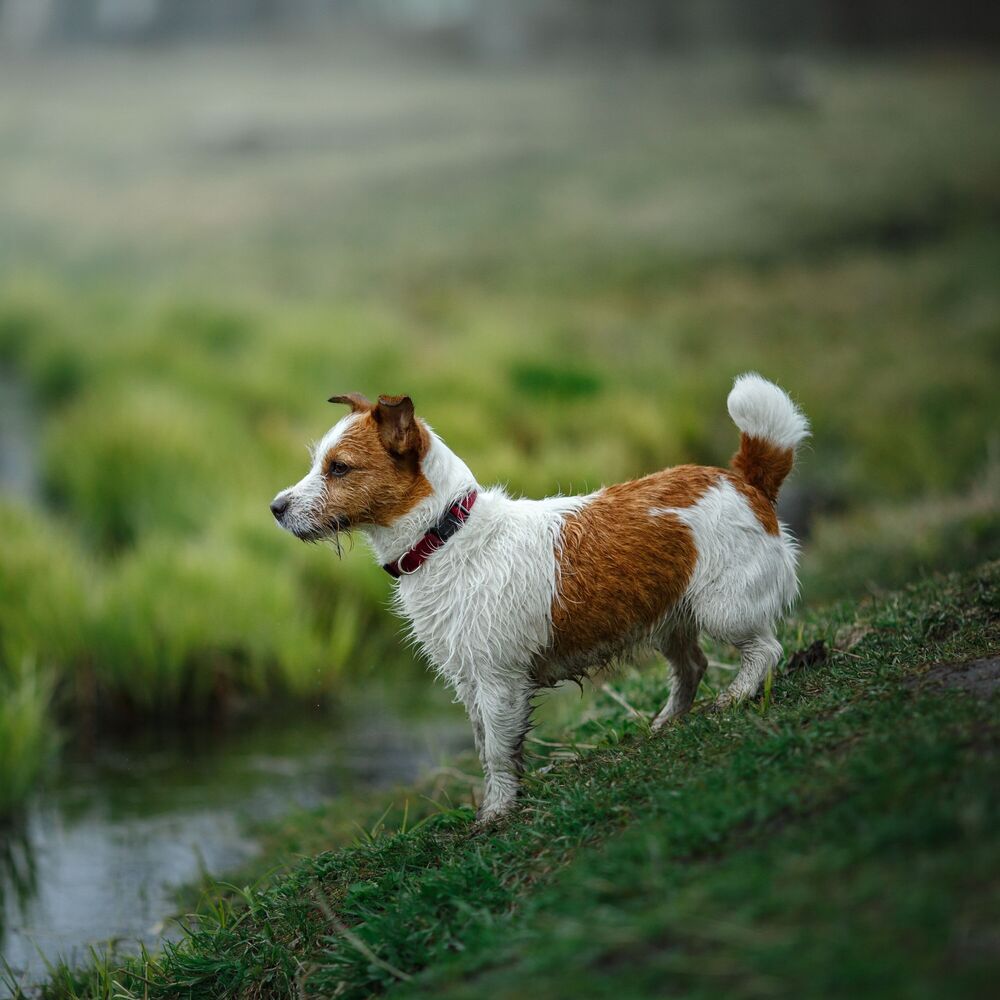 Picture of Soothing Wagging Tails: Relaxation with Peaceful Pet River Soundscapes in Nature