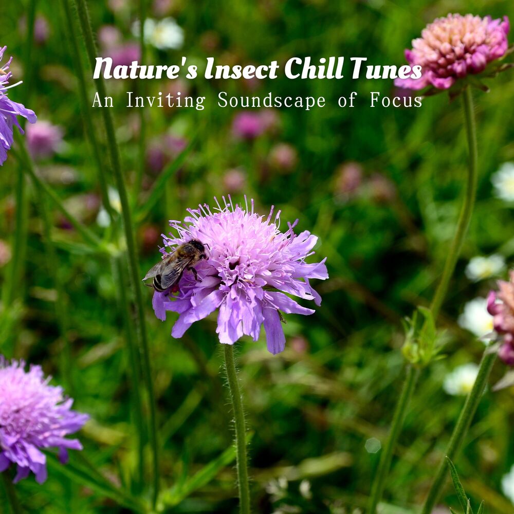 Picture of Nature's Insect Chill Tunes: An Inviting Soundscape of Focus