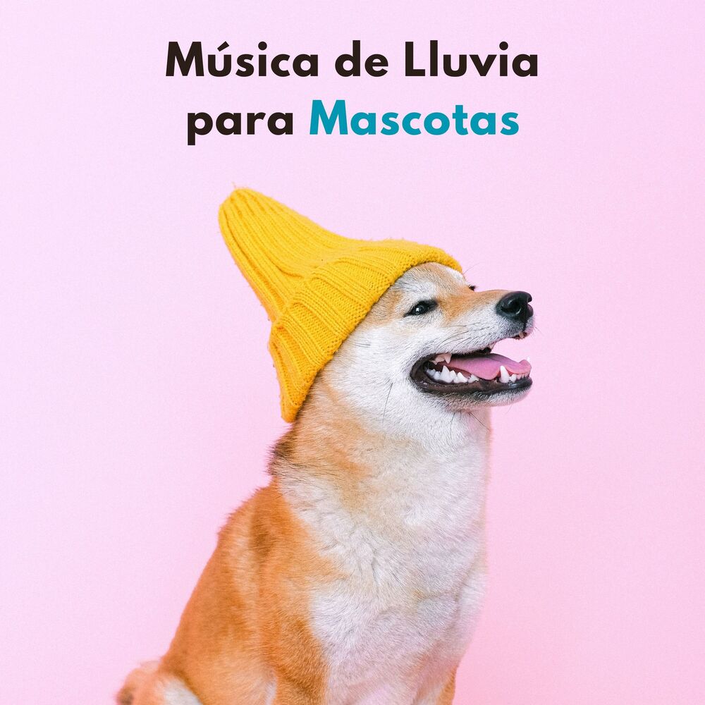 Picture of Música De Lluvia Para Mascotas