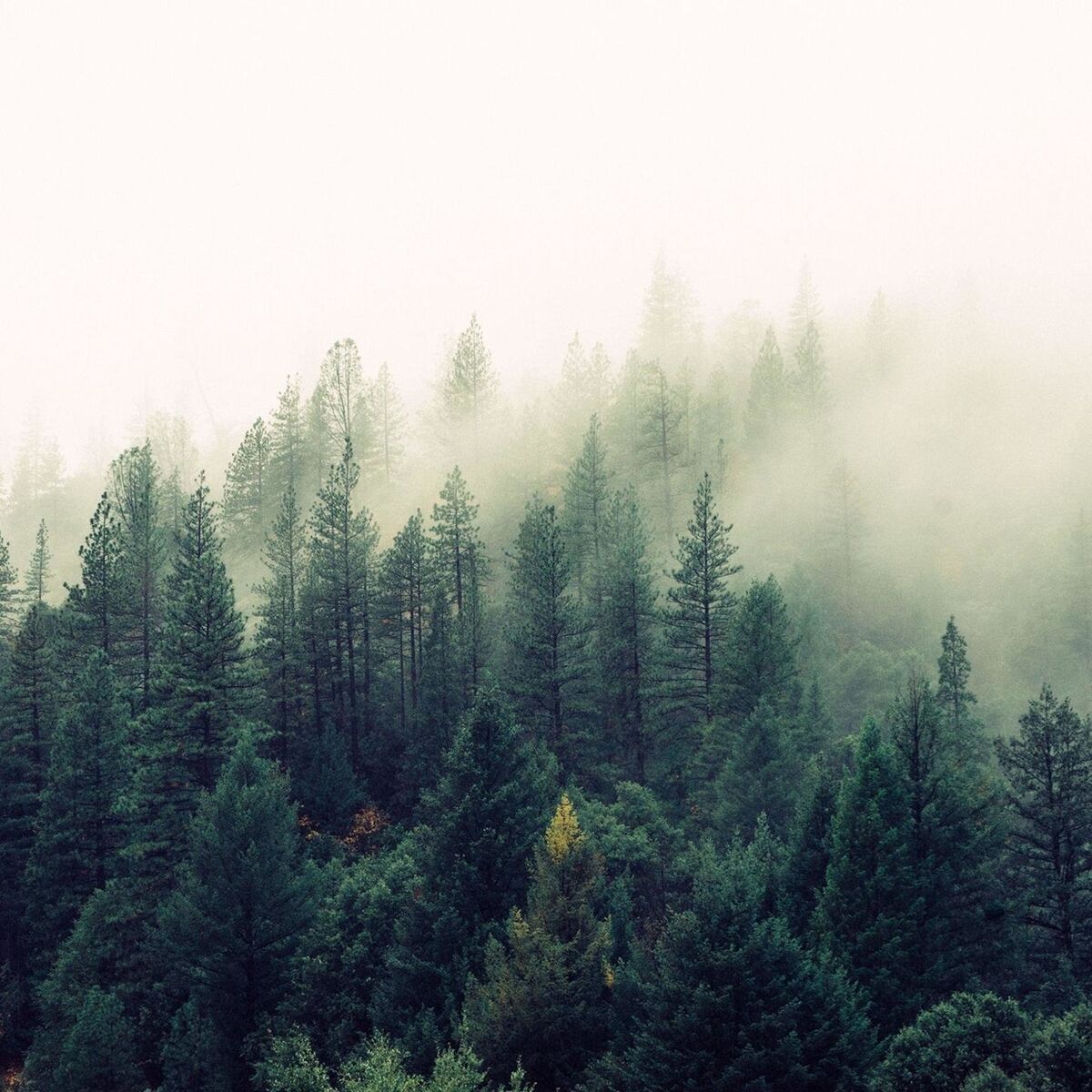 Album cover of Resilience
