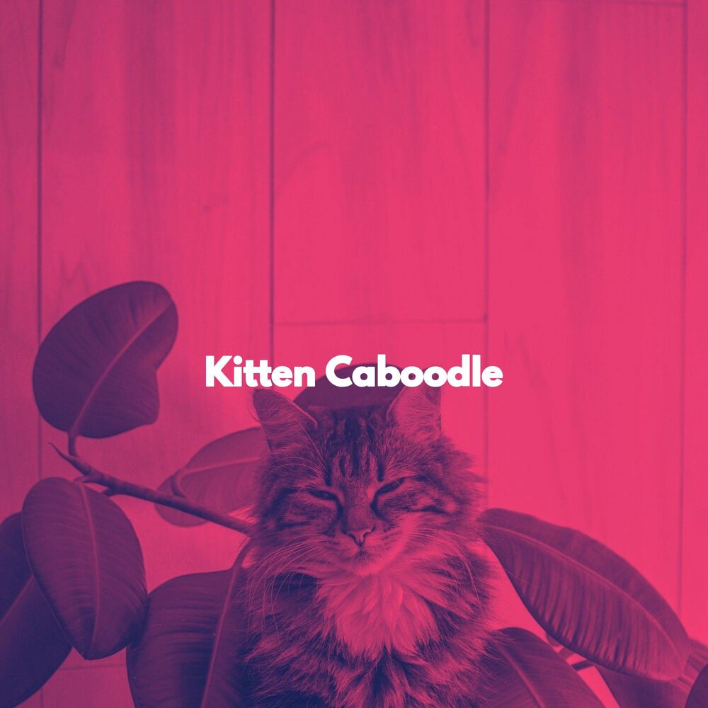 Picture of Kitten Caboodle