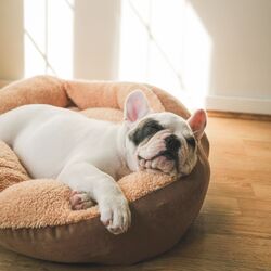 Cover of Ethereal Dog Dreams: Lofi Melodies for Contentment