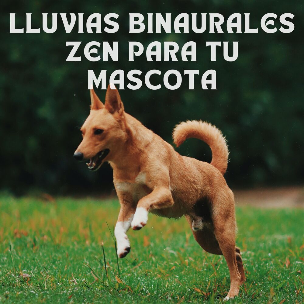 Picture of lluvias binaurales zen para tu mascota