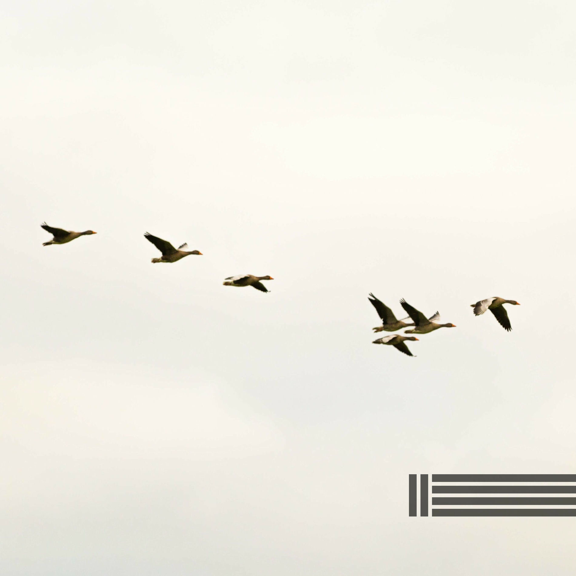 Album cover of Les Oiseaux Chantent Pour Votre Calme