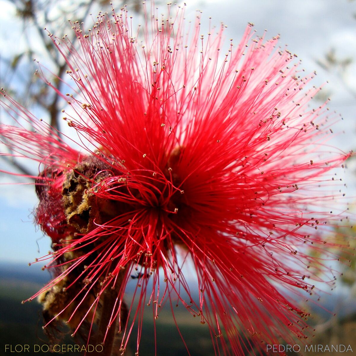 Album cover of Flor do Cerrado