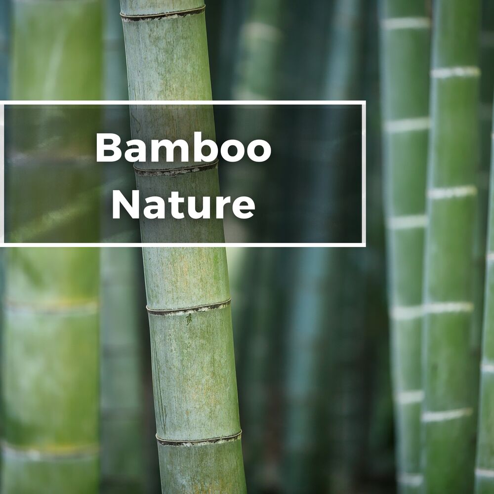 Picture of Bamboo Nature