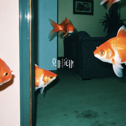 Cover of 夜泳 by undefined