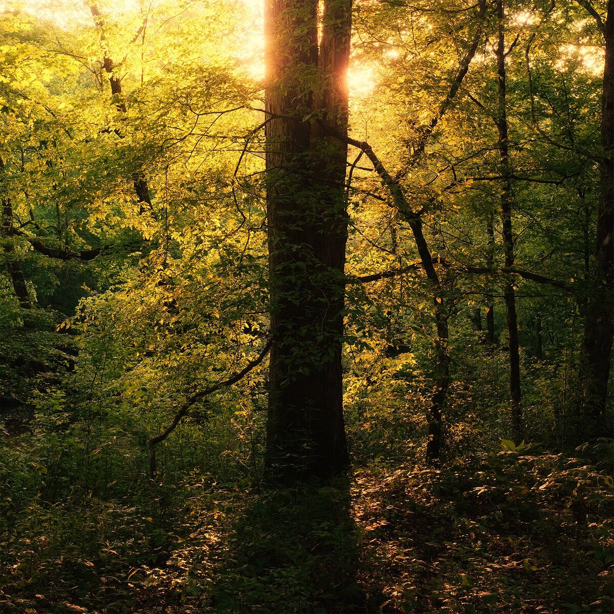 Album cover of Blinking in the Wind