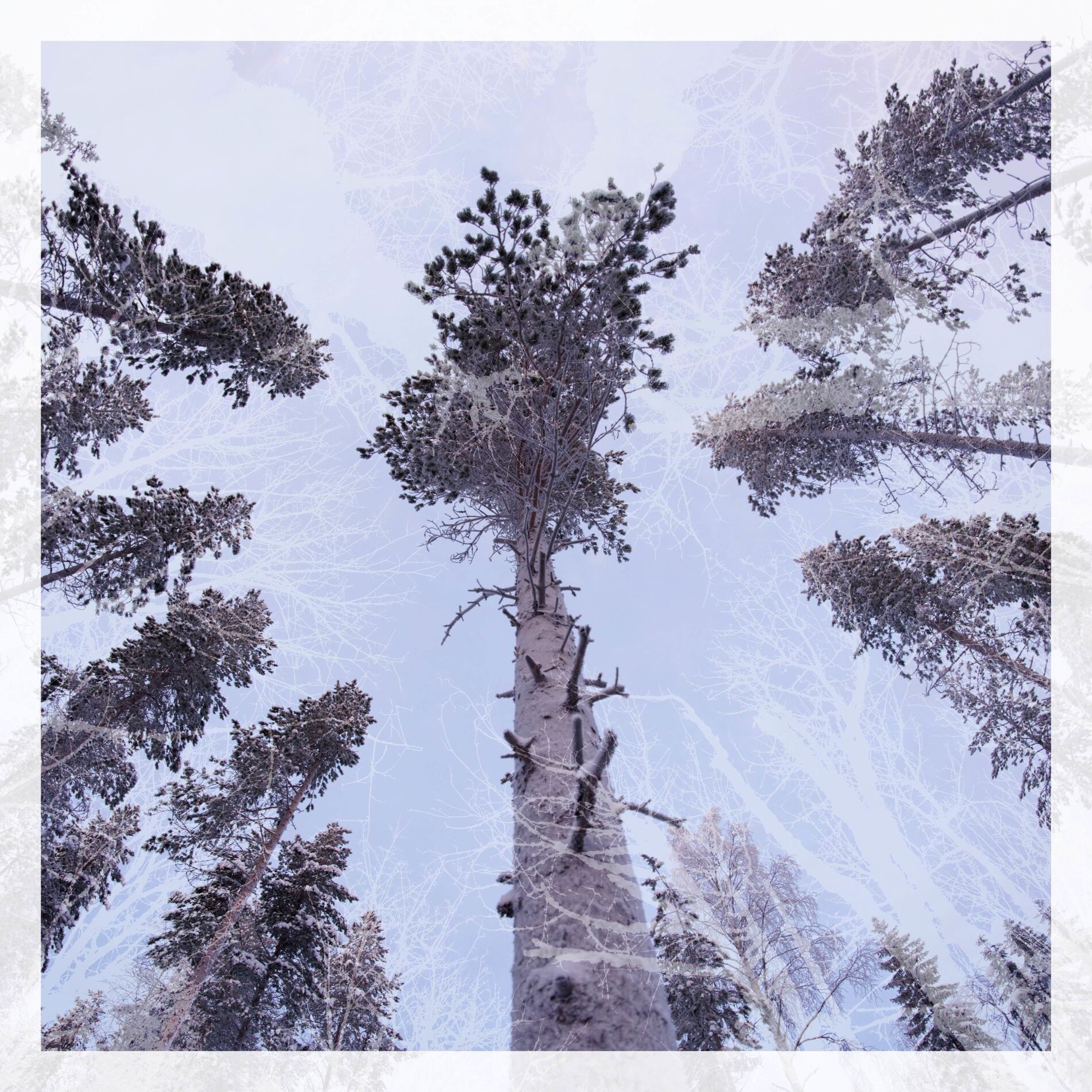 Album cover of Winter Windows