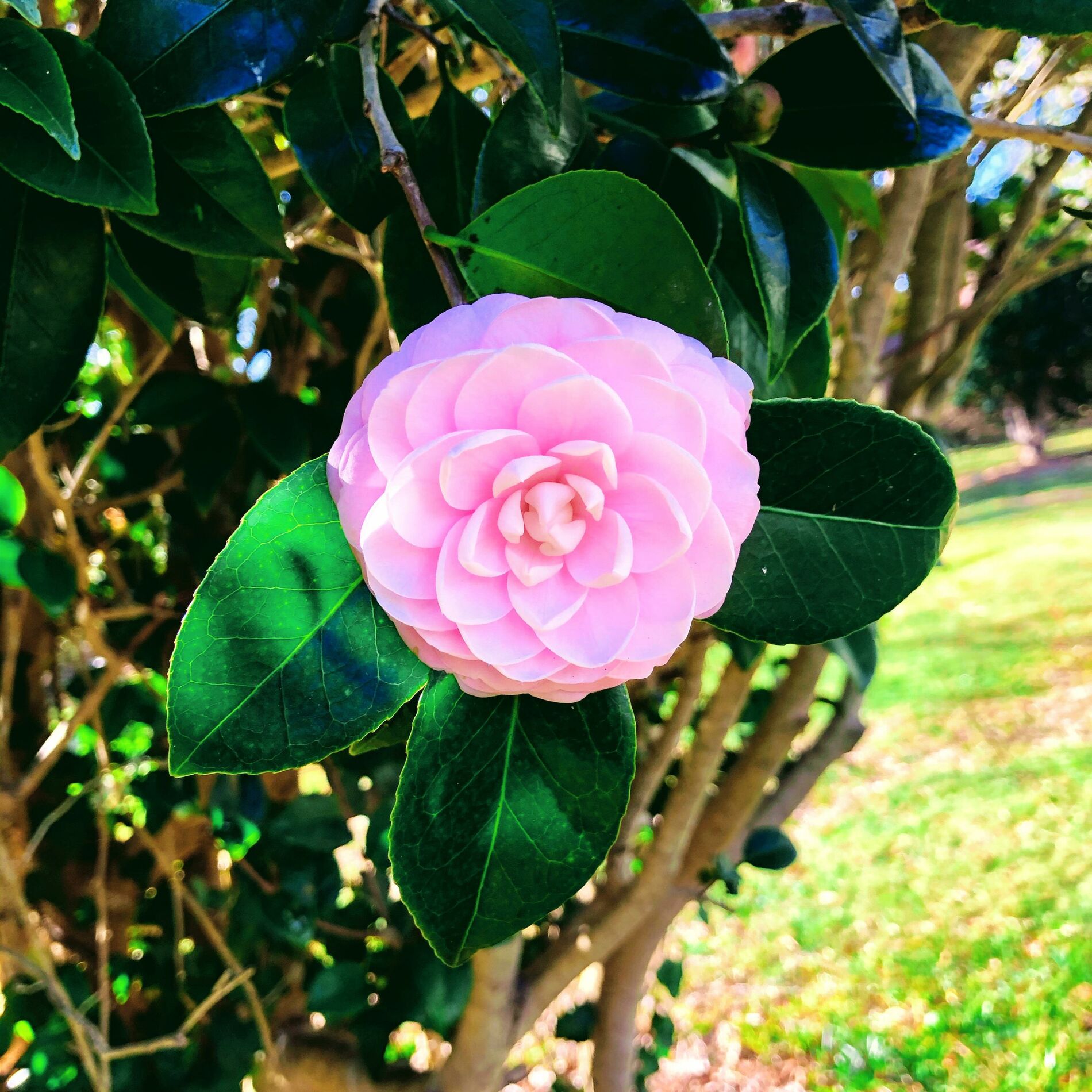 Album cover of Camelia