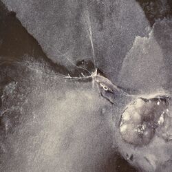 Cover of Fractum Anima