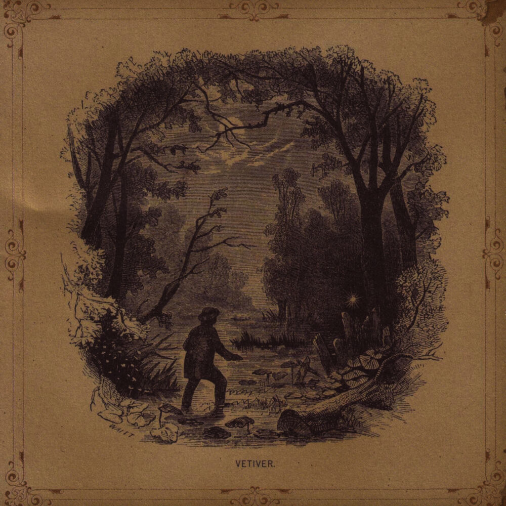 Picture of Vetiver